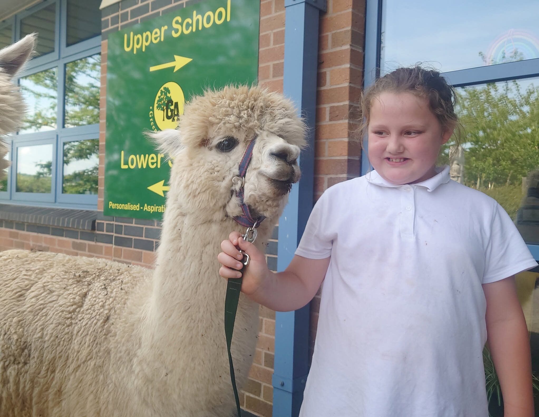 cropped-Alpaca3.jpg pupil with an Alpaca